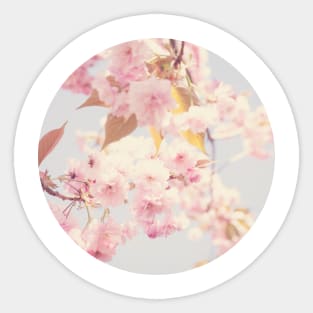 Cherry Blossoms Sticker